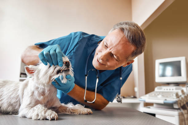 Best 24-Hour Emergency Dentist in Fleetwood, PA